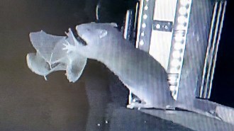 A grainy nighttime shot from an infrared camera shows a rat perched on a ledge grabbing a slightly smaller bat as it flies by