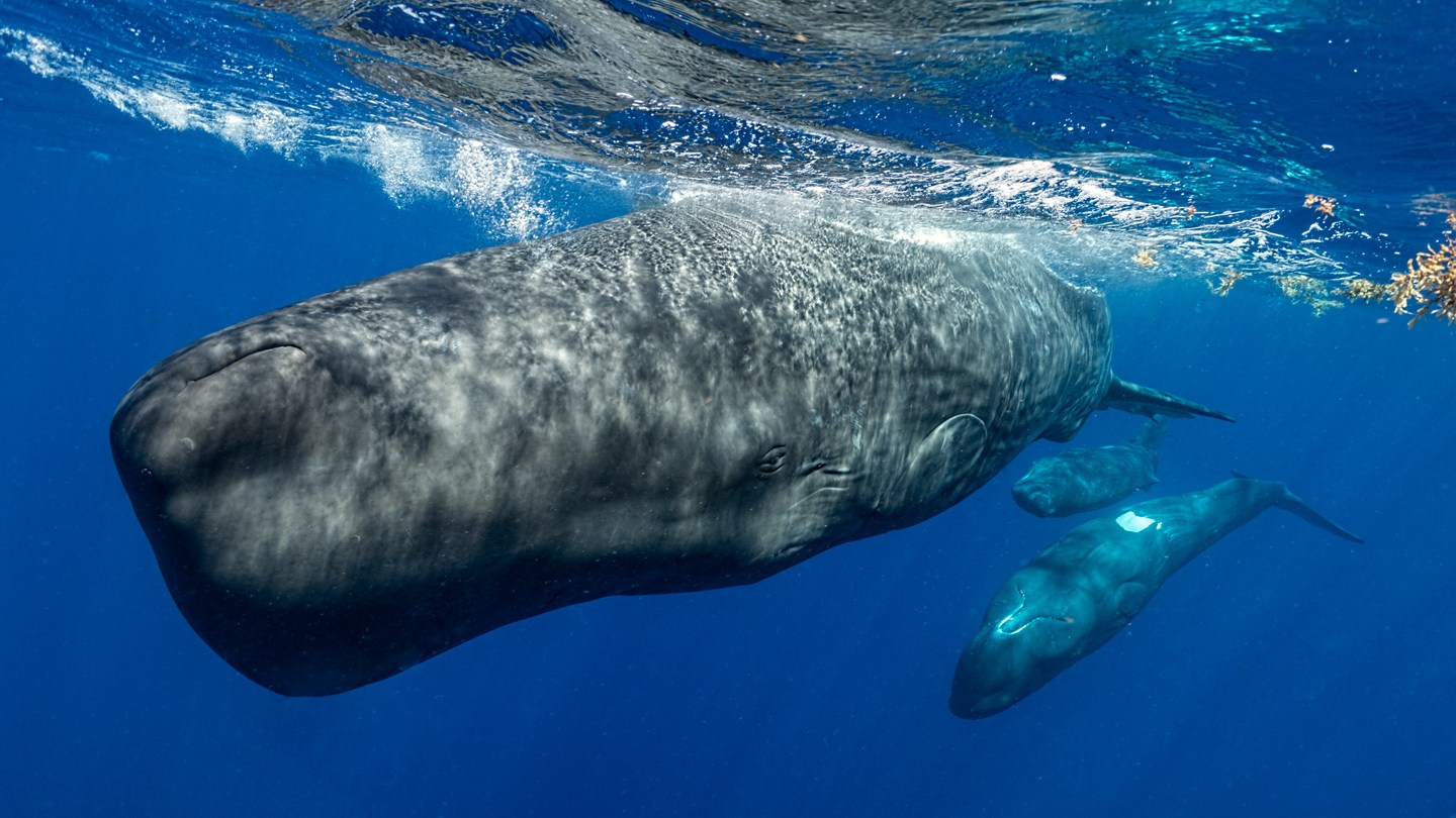 Three giant gray sperm whales swim just under the surface of the ocean.